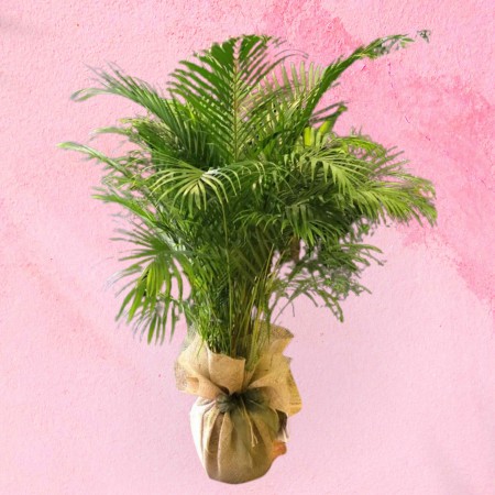 Areka (Dypsis Lutescens)